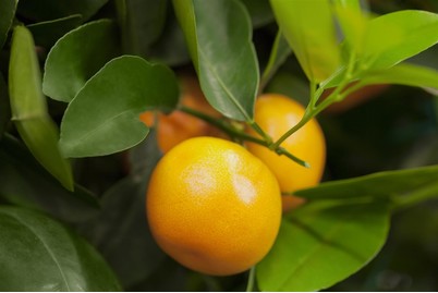 Image of Orange(Citrus sinensis), Topfgrösse Ø20cm bei JUMBO