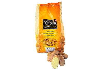 Image of Saatkartoffeln Celtiane 2.5 kg bei JUMBO