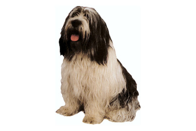 Image of Sticker Hund bei JUMBO