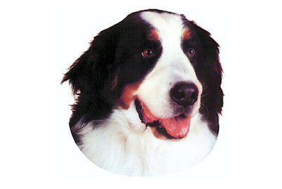 Image of Sticker Hirtenhund bei JUMBO