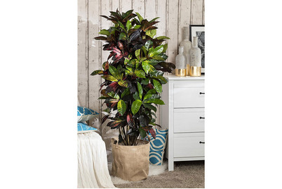 Image of Wunderstrauch, Topfgrösse Ø12cm (Codiaeum variegatum) bei JUMBO