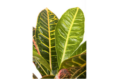 Image of Wunderstrauch 'Petra', Topfgrösse Ø21cm (Codiaeum variegatum 'Petra') bei JUMBO