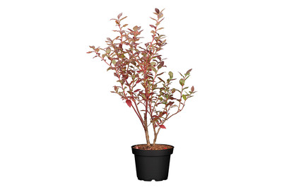 Image of Amerikanische Heidelbeere (Vaccinium corymbosum), Topfgrösse Ø 19cm bei JUMBO