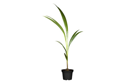 Image of Cocospalme, Topfgrösse Ø19cm (Cocos nucifera) bei JUMBO