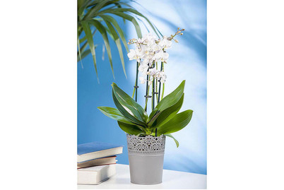 Image of Kleinblumige Schmetterlingsorchidee, Topfgrösse Ø12cm (Phalaenopsis multiflora) bei JUMBO