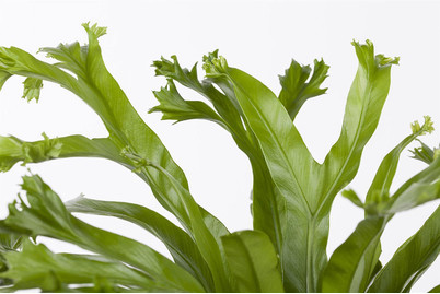 Image of Nestfarn 'Crissie', Topfgrösse Ø12cm (Asplenium nidus 'Crissie') bei JUMBO