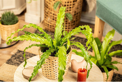 Image of Nestfarn 'Crispy Wave', Topfgrösse Ø12cm (Asplenium nidus 'Crispy Wave') bei JUMBO