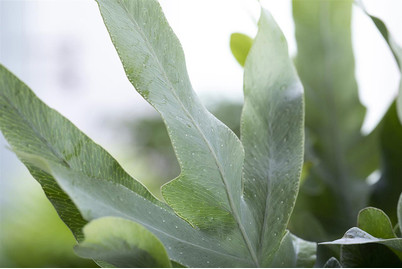 Image of Blauer Tüpfelfarn, Topfgrösse Ø12cm (Phlebodium aureum 'Blue Star') bei JUMBO