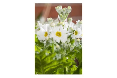 Image of Braut-Primel (Primula malacoides), Topfgrösse Ø10.5cm bei JUMBO