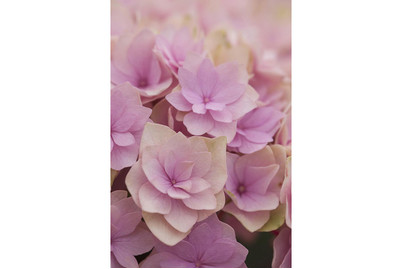 Image of Gefülltblühende Hortensie, Topfgrösse Ø14cm (Hydrangea macrophylla, gefüllt) bei JUMBO