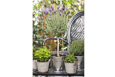 Image of Schopf-Lavendel, Stamm (Lavandula stoechas, Stamm), Topfgrösse Ø14cm bei JUMBO