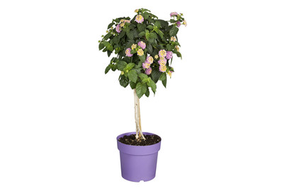 Image of Wandelröschen(Lantana camara, Stamm, rosa), Topfgrösse Ø17cm bei JUMBO