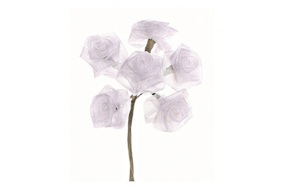 Image of Diorröschen 6 Blüten weiss bei JUMBO