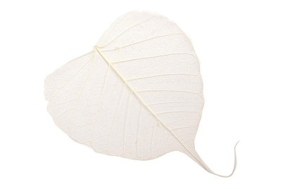 Image of Willow Schleier Blätter weiss 10St bei JUMBO