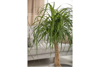 Image of Elefantenfuss, Topfgrösse Ø17cm (Beaucarnea recurvata, Stamm) bei JUMBO