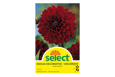 Image of select Dahlien Night Queen dunkelrot bei JUMBO