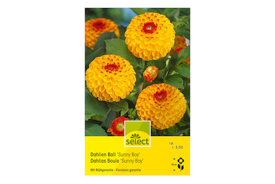 Image of select Dahlien Sunny Boy orangegelb mit rot bei JUMBO