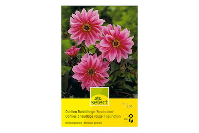 Image of select Rotblättrige Dahlien Fascination lila-rosa bei JUMBO