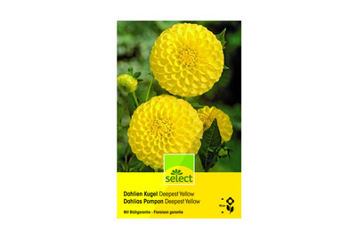 Image of select Dahlien Deepest Yellow gelb bei JUMBO