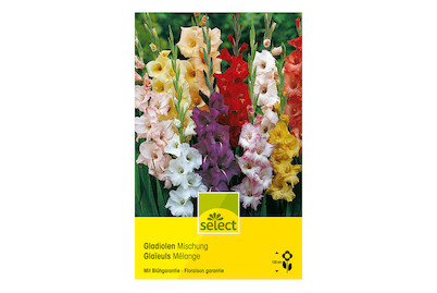 Image of select Gladiolen Mischung bei JUMBO