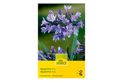 Image of select Schmucklillie Agapanthus blau bei JUMBO