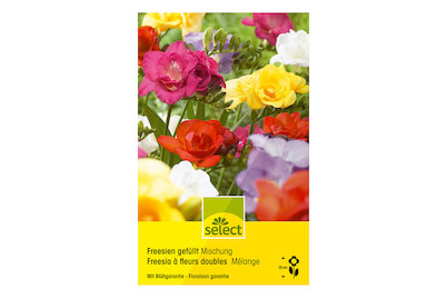 Image of select Freesia-Hybriden Farbenmischung einfach bei JUMBO