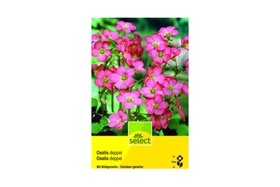 Image of Select Glücksklee Oxalis deppei (Telvaphylla) bei JUMBO