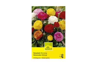 Image of select Ranunkeln Mischung bei JUMBO