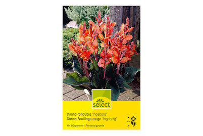 Image of select Indisches Blumenrohr (Canna-Indica-Hybriden) Ingeborg rotblättrig orange bei JUMBO