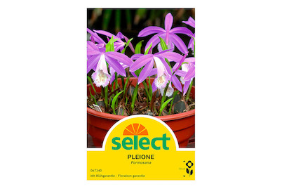 Image of select Gartenorchidee Pleione formosana hellviolett weiss bei JUMBO