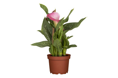 Image of Zimmercalla(Zantedeschia aethiopica), Topfgrösse Ø15cm bei JUMBO