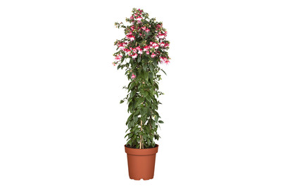 Image of Fuchsie(Fuchsia Säule), Topfgrösse Ø24cm bei JUMBO
