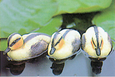 Image of Oase Entenküken bei JUMBO