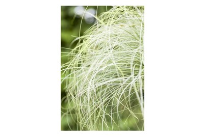 Image of Garten-Segge 'Mint Curls' (Carex comans 'Mint Curls'), Topfgrösse Ø13cm