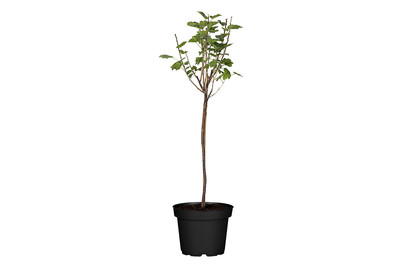 Image of Johannisbeere, Stamm (Ribes rubrum, Stamm), Topfgrösse Ø 19cm bei JUMBO