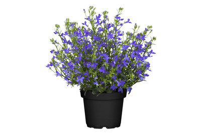 Image of Blaue Lobelie(Lobelia erinus), Topfgrösse Ø14cm bei JUMBO