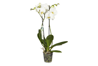 Image of Phalaenopsis 2 Rispig Ø12cm bei JUMBO