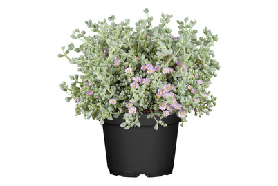Image of Mittagsblume(Lampranthus deltoides), Topfgrösse Ø17cm bei JUMBO