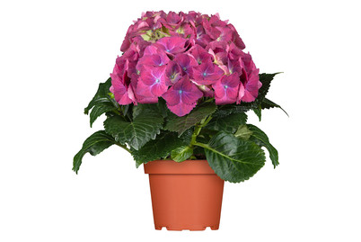 Image of Zimmer-Hortensie, Topfgrösse Ø17cm (Hydrangea macrophylla, Indoor) bei JUMBO
