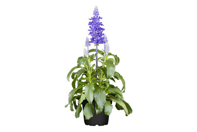 Image of Mehliger Salbei(Salvia farinacea), Topfgrösse Ø14cm bei JUMBO