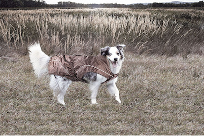 Image of Climaro Regenjacke 55 cm bei JUMBO