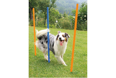 Image of Swisspet Indoor Agility Slalom-Set L bei JUMBO