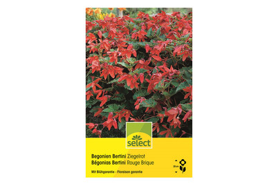 Image of Select Begonien Bertini ziegelrot bei JUMBO