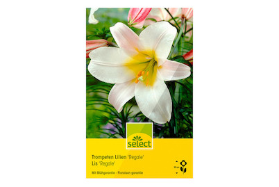 Image of select Trompetenlilien Lilium regale bei JUMBO