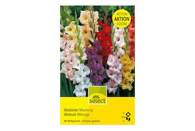 Image of select Gladiolen Grosspackung XL Mischung bei JUMBO