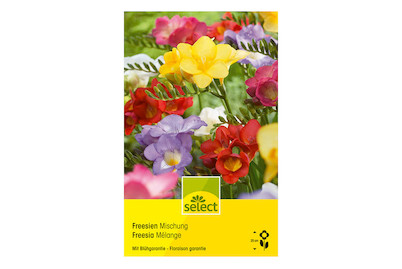 Image of select Freesia-Hybriden Farbenmischung gefüllt bei JUMBO