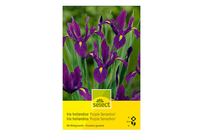 Image of select Holländische Iris Purple Sensation bei JUMBO