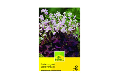 Image of select Glücksklee Oxalis triangularis bei JUMBO