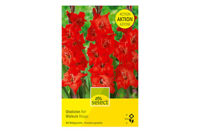 Image of select Gladiolen Grosspackung XL Rot bei JUMBO