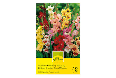 Image of select Gladiolen Mischung kleinblütige bei JUMBO